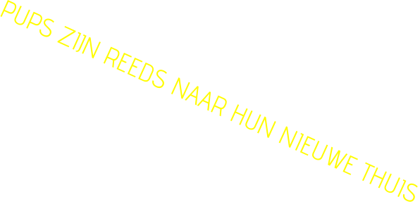 PUPS ZIJN REEDS NAAR HUN NIEUWE THUIS